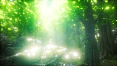 Sunbeams-Shining-through-Natural-Forest-of-Beech-Trees